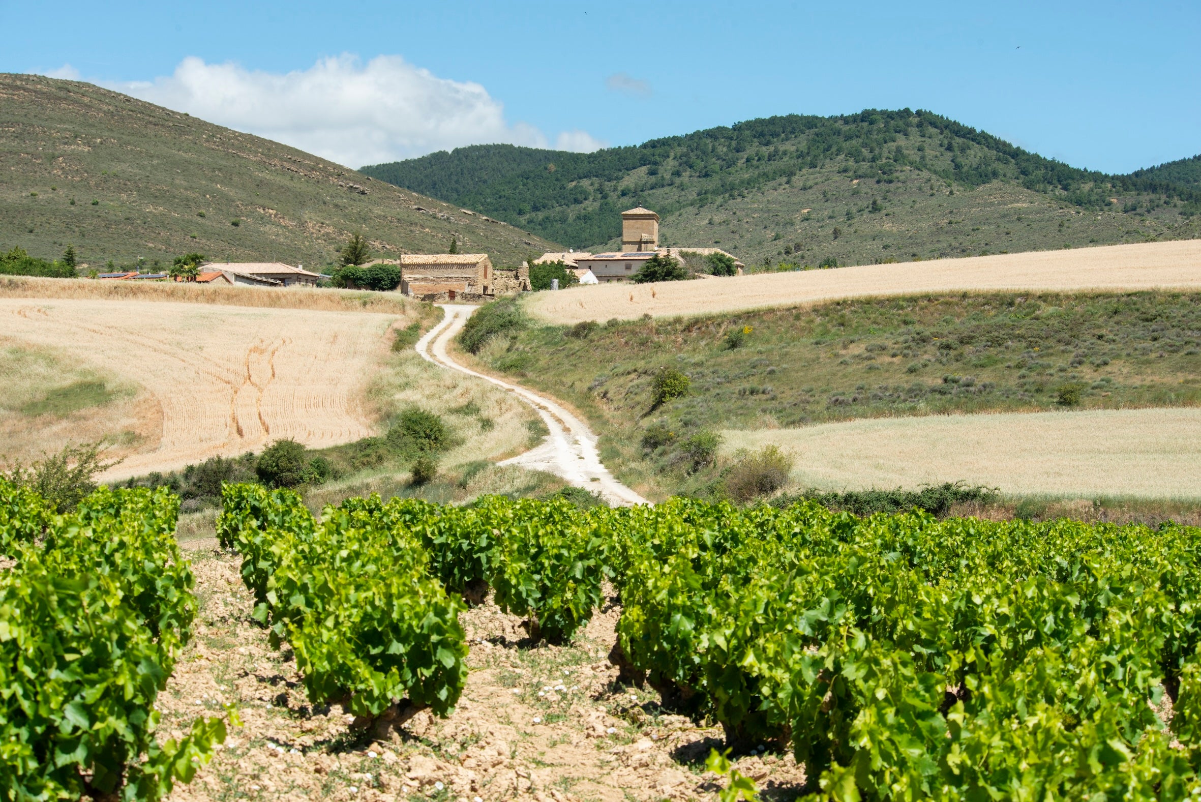 Bodega Vina zorzal D.O. Navarra blauWein VIÑA ZORZAL ROSADO 2025 VIÑA ZORZAL GARNACHA GOLERGA 2024 VIÑA ZORZAL MALAYETO 2024 VIÑA ZORZAL SEÑORA DE LAS ALTURAS 2024 VIÑA ZORZAL SEÑORA DE LAS ALTURAS BLANCO 2024 Viña Zorzal Garnacha Blanca 2025