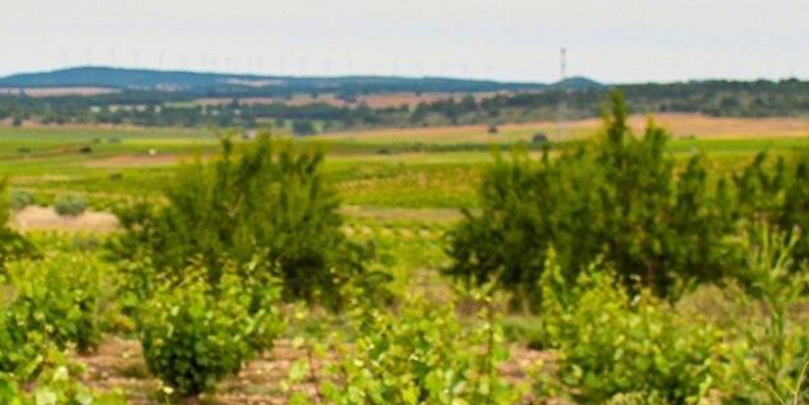 Bodega Cerrón, Stratum Wines, blauWein