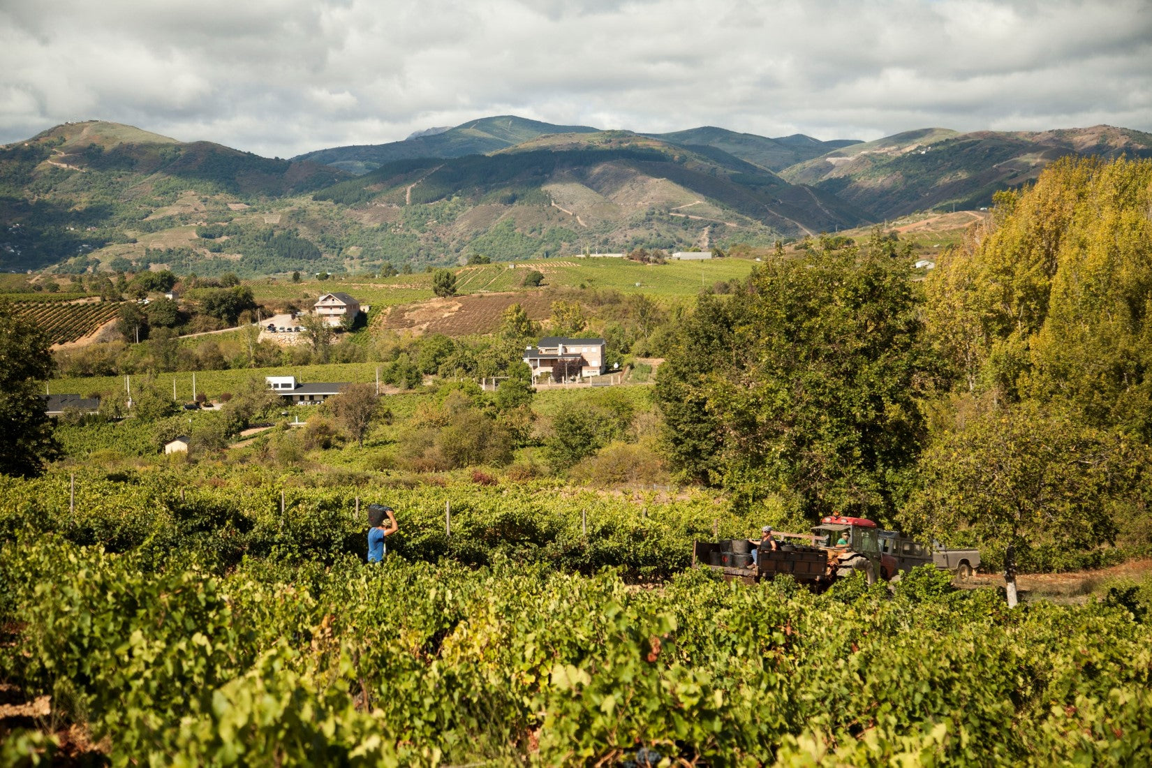 Castro Ventosa El Castro de Valtuille 2018 - blauWein